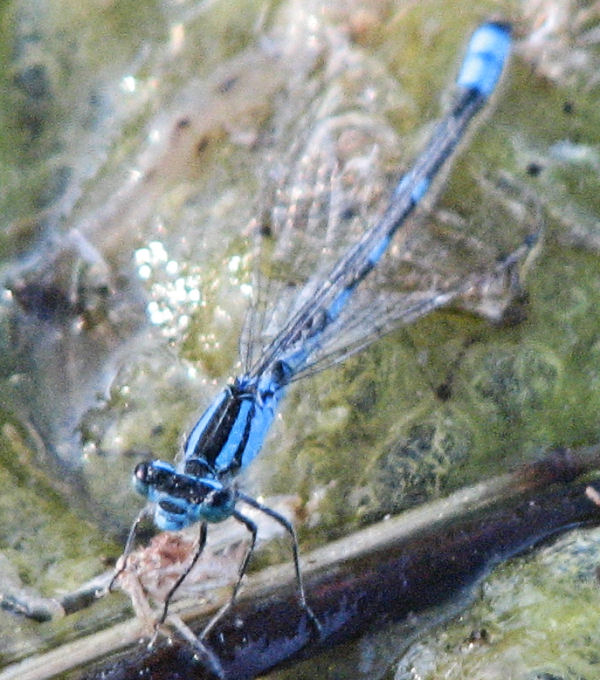 Blue Dragonfly!
